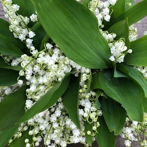 Meet your Posher, Victoire